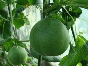 费县甜瓜二瓜今日价格,品质佳品，价格亲民，抢购正当时！”