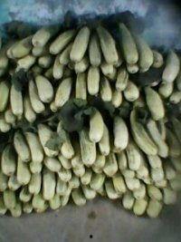 费县甜瓜二瓜今日价格,品质佳品，价格亲民，抢购正当时！”