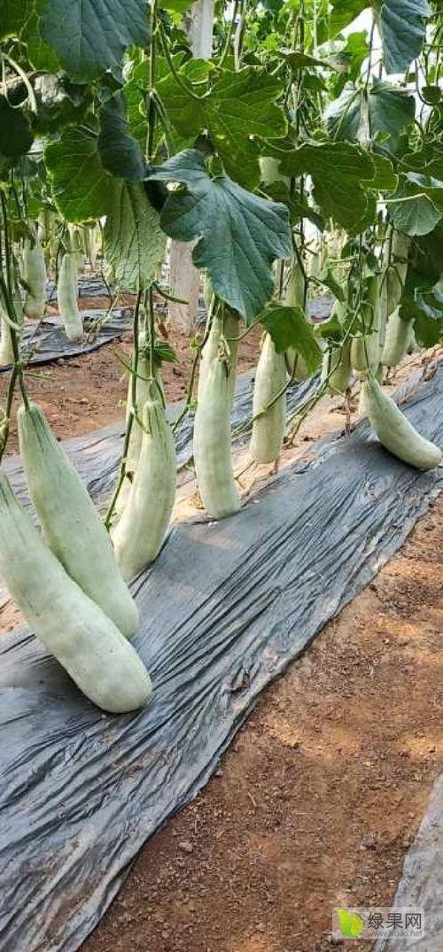 费县甜瓜二瓜今日价格,品质佳品，价格亲民，抢购正当时！”