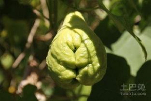 今日种植佛手瓜