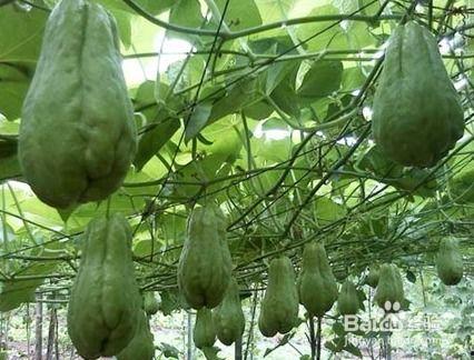 今日种植佛手瓜