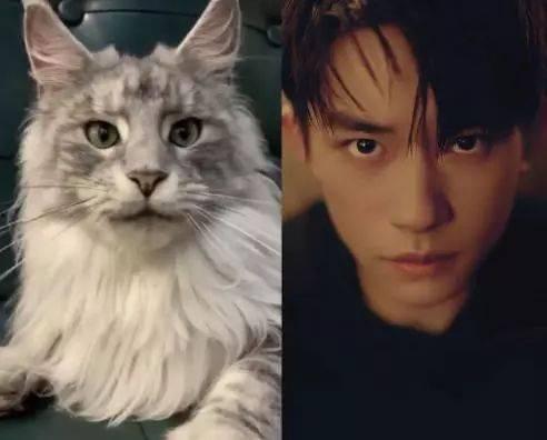 哪些明星网红养缅因猫,喵星人的时尚宠儿