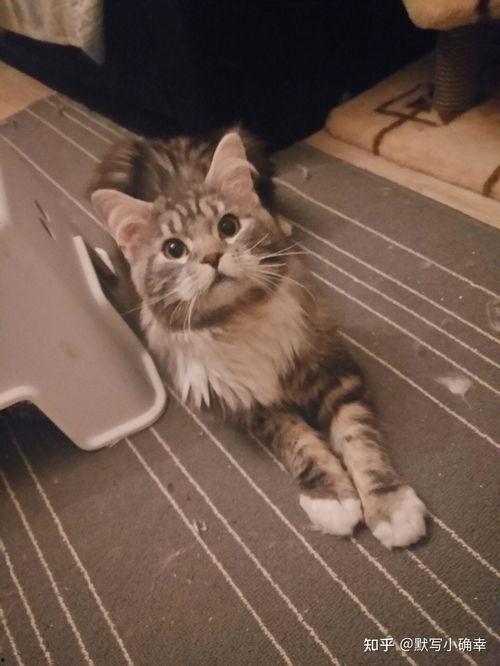 哪些明星网红养缅因猫,喵星人的时尚宠儿