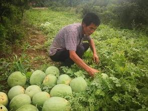 今日卖瓜新闻,卖瓜新闻背后的热点解析