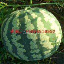 小麒麟瓜今日价格