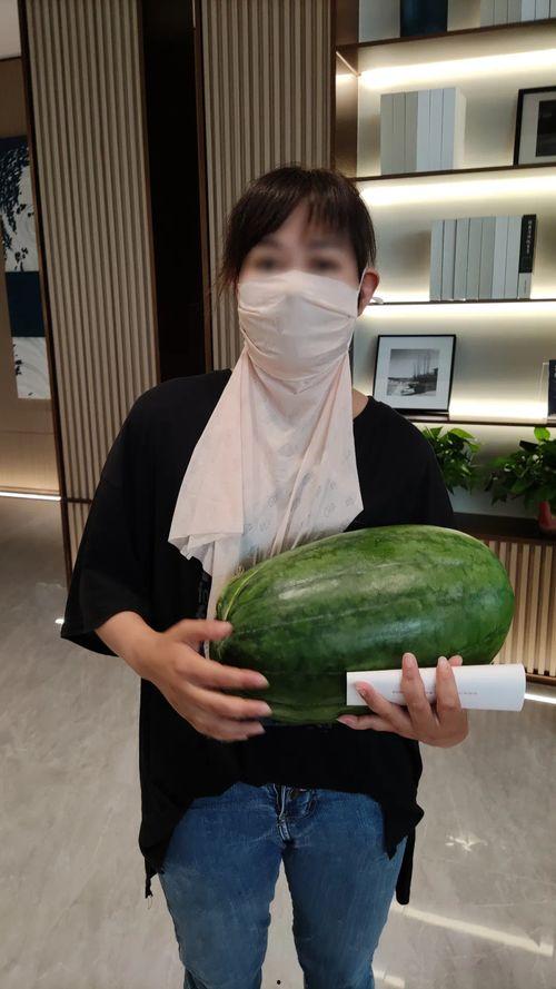 小麒麟瓜今日价格